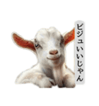 セレブリティヤギさん（個別スタンプ：11）