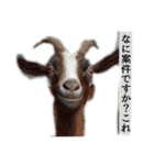セレブリティヤギさん（個別スタンプ：12）