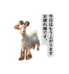 セレブリティヤギさん（個別スタンプ：16）