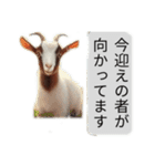 セレブリティヤギさん（個別スタンプ：19）