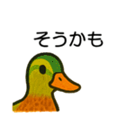 トリのおしゃべり6 - カルガモ3（個別スタンプ：7）