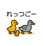 トリのおしゃべり6 - カルガモ3（個別スタンプ：12）