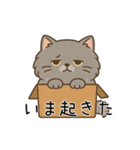 ペルシャ猫のクセつよスタンプ（個別スタンプ：3）