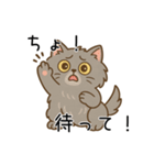 ペルシャ猫のクセつよスタンプ（個別スタンプ：16）