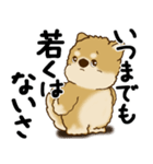 柴犬 『誰だって年を取るのよ』2025（個別スタンプ：1）