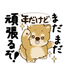 柴犬 『誰だって年を取るのよ』2025（個別スタンプ：12）