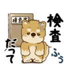 柴犬 『誰だって年を取るのよ』2025（個別スタンプ：32）