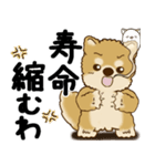柴犬 『誰だって年を取るのよ』2025（個別スタンプ：37）