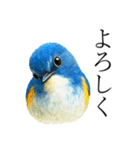 トリのおしゃべり7 - ルリビタキ（個別スタンプ：1）