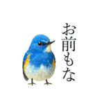 トリのおしゃべり7 - ルリビタキ（個別スタンプ：3）
