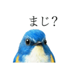 トリのおしゃべり7 - ルリビタキ（個別スタンプ：5）