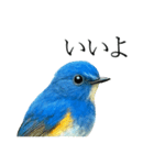 トリのおしゃべり7 - ルリビタキ（個別スタンプ：6）
