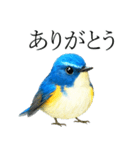 トリのおしゃべり7 - ルリビタキ（個別スタンプ：11）