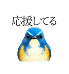 トリのおしゃべり7 - ルリビタキ（個別スタンプ：12）