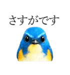 トリのおしゃべり7 - ルリビタキ（個別スタンプ：14）