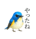トリのおしゃべり7 - ルリビタキ（個別スタンプ：15）