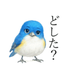 トリのおしゃべり7 - ルリビタキ（個別スタンプ：20）