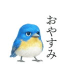 トリのおしゃべり7 - ルリビタキ（個別スタンプ：21）