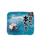 Maru's1008（個別スタンプ：13）
