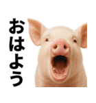 ミニブタの日常スタンプ（個別スタンプ：2）
