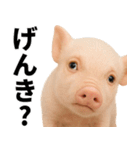 ミニブタの日常スタンプ（個別スタンプ：3）