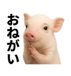 ミニブタの日常スタンプ（個別スタンプ：4）