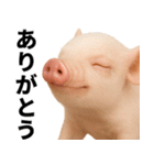 ミニブタの日常スタンプ（個別スタンプ：5）