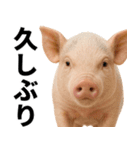 ミニブタの日常スタンプ（個別スタンプ：10）