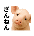 ミニブタの日常スタンプ（個別スタンプ：27）