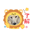 名犬きなこの日常➕猫（個別スタンプ：3）