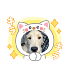 名犬きなこの日常➕猫（個別スタンプ：6）