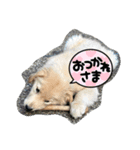 名犬きなこの日常➕猫（個別スタンプ：7）