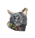 名犬きなこの日常➕猫（個別スタンプ：8）