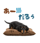 ダックスパート♡ゆるい日常スタンプ（個別スタンプ：1）