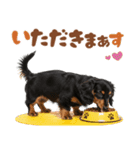 ダックスパート♡ゆるい日常スタンプ（個別スタンプ：9）