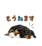 ダックスパート♡ゆるい日常スタンプ（個別スタンプ：13）