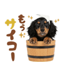 ダックスパート♡ゆるい日常スタンプ（個別スタンプ：22）