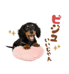ダックスパート♡ゆるい日常スタンプ（個別スタンプ：23）