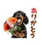 ダックスパート♡ゆるい日常スタンプ（個別スタンプ：25）