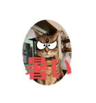 めいが大量（個別スタンプ：1）