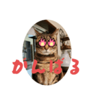 めいが大量（個別スタンプ：6）