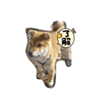 らきみん（個別スタンプ：3）