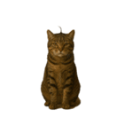 ハイセンスな猫たち（個別スタンプ：6）