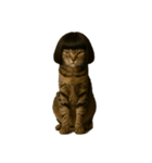 ハイセンスな猫たち（個別スタンプ：7）