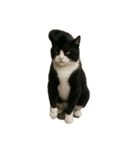 ハイセンスな猫たち（個別スタンプ：9）