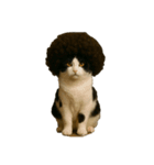 ハイセンスな猫たち（個別スタンプ：13）