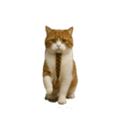 ハイセンスな猫たち（個別スタンプ：16）