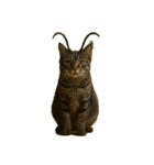 ハイセンスな猫たち（個別スタンプ：19）