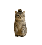 ハイセンスな猫たち（個別スタンプ：23）