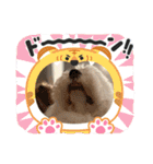 可愛い過ぎて困るチポトイ（個別スタンプ：6）